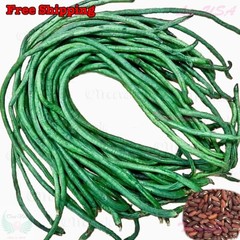 DARK GREEN Yardlong Bean, Asparagus Bean, Snake Bean, Chinese Long Bean Seeds