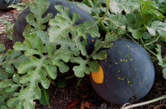 Organic Moon and Stars Watermelon – Citrullus lanatus