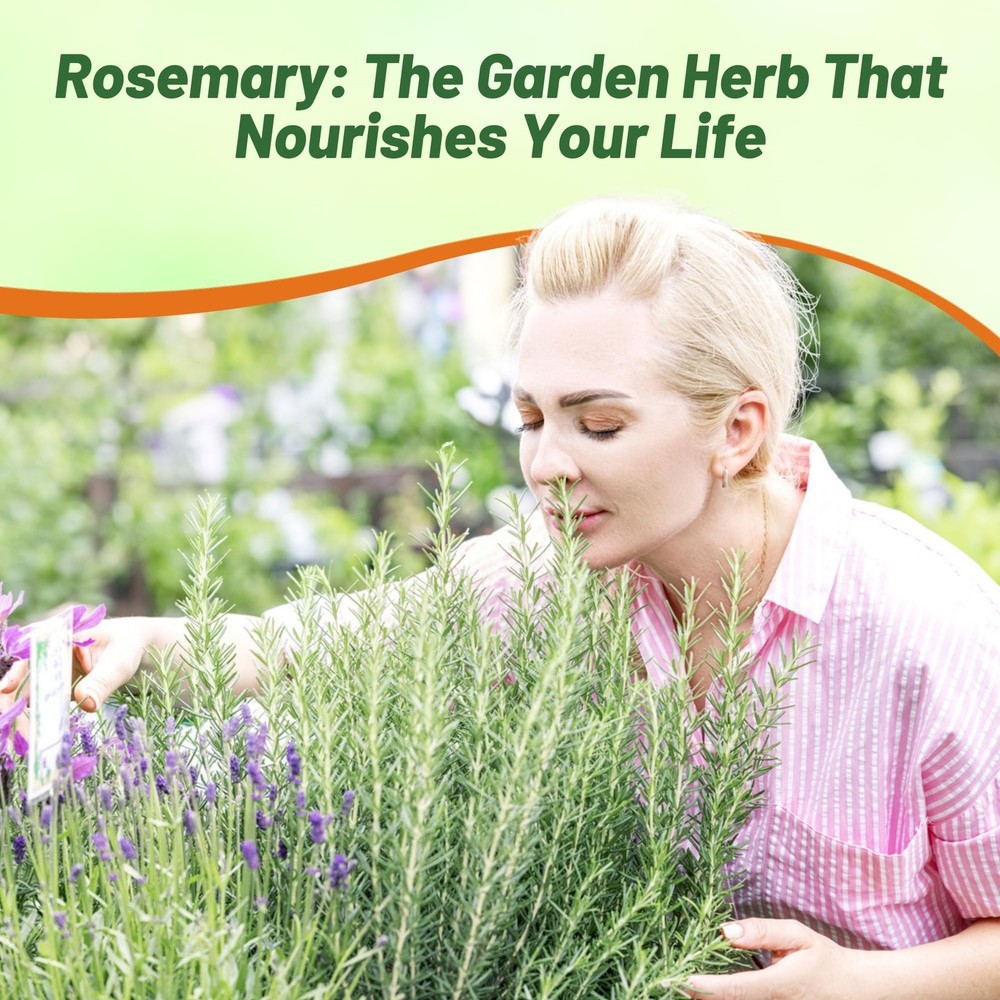2000 Seeds Rosemary Seed For Planting – Rosemarinus Officinalis Herb Garden