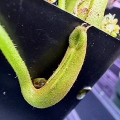 Nepenthes Maxima Wavy – Seed Grown Genetically Unique Easy Care Big Pitchers
