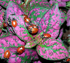 4,500 Live Ladybugs – Guaranteed Live Delivery! (3 x 1,500) FreeShipping