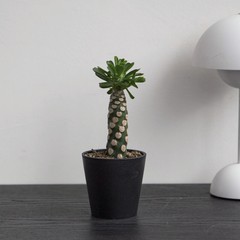 8CM Succulent Cactus Plant Euphorbia Royleana Spineless Euphorbiaceae Beautiful