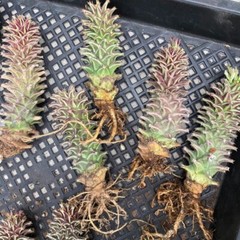 8CM Succulent Cactus Plant Euphorbia Guentheri Euphorbiaceae Home Garden Plant