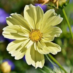 Cosmos Flower DELUXE Mix 12 Varieties Annual Summer Blooms Non-GMO 100 Seeds!