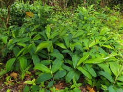 2 Shampoo Ginger Rhizomes (Zingiber Zerumbet) Awapuhi Kuahiwi for planting