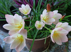 15 Fresh Seeds Pink / White / Yellow Rain Lily
