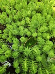 12+ Parrot’s Feather Aquatic Surface Pond Plant