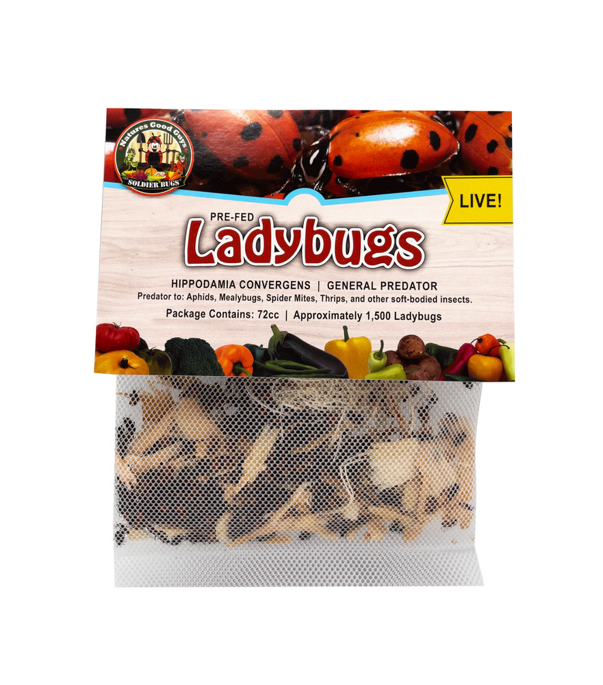 1,500 Live Ladybugs – Guaranteed Live Delivery!