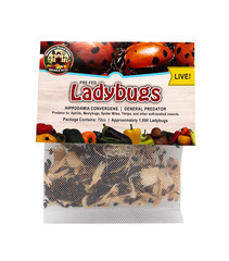 1,500 Live Ladybugs – Guaranteed Live Delivery!