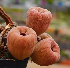 RareSucculent cactus Plant Echidnopsis malum Garden Décor Boutique 3PCS 5-8CM