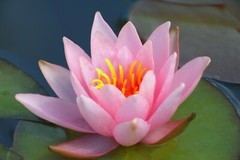 Live Hardy Water Lily Tubers Aquatic Pond Plants Lilies Multiple Colors Avail