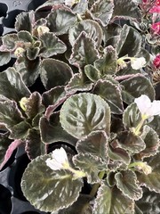 African Violet Plant Carolina Elegant Affair Starter Plant Standard