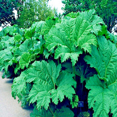 25 GUNNERA MANICATA SEEDS “Dinosaur Food” Giant Hardy Exotic Flower Plant RARE!