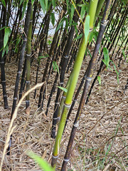 (6) Black Bamboo Rhizomes – Cold-Hardy, Evergreen – Privacy Screen, Fast-Growing