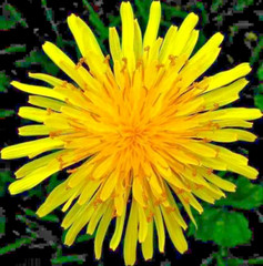 1000+ DANDELION SEEDS AUTUMN MICROGREENS SALADS HERB ORGANIC PERENNIAL NON-GMO