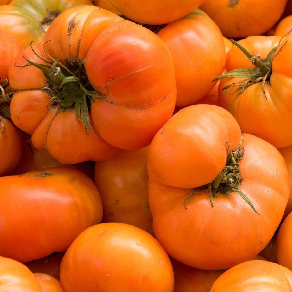 Amana Orange Tomato Seeds, NON-GMO, Large Beefsteak, Rare Heirloom, FREE SHIP