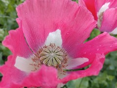 RARE-Genuine Afghan Galania Poppy Seeds – 2000 Count (Cold Stratified/US Seller)