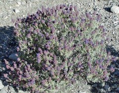 Salvia dorrii v. dorrii | Great Basin Sage | 5 Seeds
