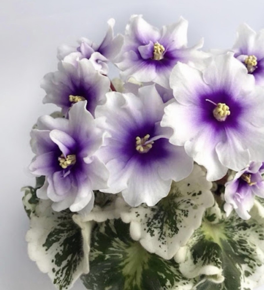 African Violet PLANT ~ R-Durman Starter