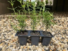 Creeping Rosemary in 2.5” Nursery Cubes (Rosmarinus officinalis ‘Prostratus’)