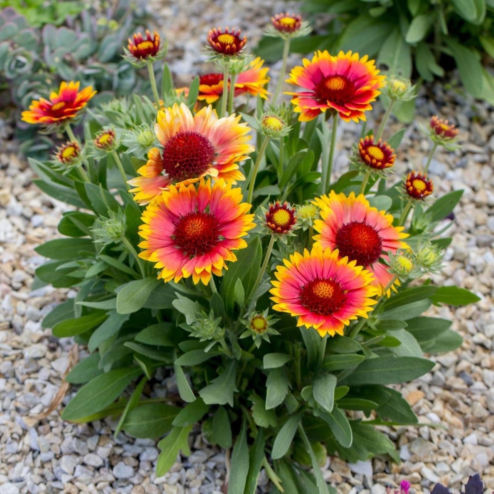 Gaillardia Arizona Sun 2 Potted Plants – Rooted in Quart Pots, Easy to Grow