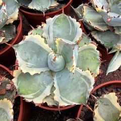 8CM Succulent Cactus Agave Plant Agave Isthmensis Variegated Home Garden Plant