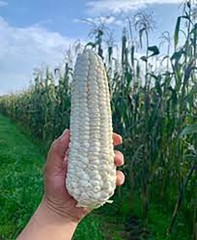 Cacahuazintle White Corn Seeds (30) / MEXICAN HEIRLOOM / TORTILLA CORN / RARE