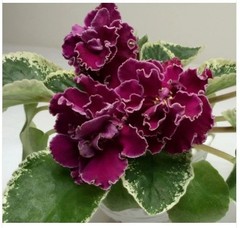 African Violet Plant LE Oxsana Starter Plant Standard