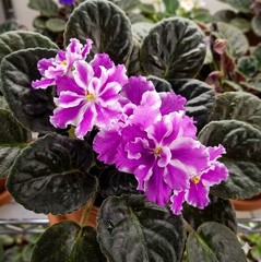 African Violet Plant RS Queen Olga Starter Plant Standard