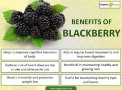 Blackberry Seeds Homegrown Edible Garden Berry Bush Organic Fruit NonGMO TX USA