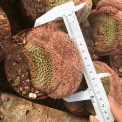 6-8CM Cactus Plant Echinocereus Rigidissimus Rubispinus Cristata Cactaceae Plant
