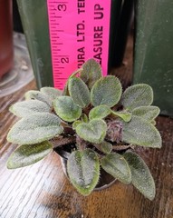 African Violet ~ Vallarta Campanas Moradas (Micro) ~ Live Plant