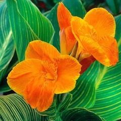 Canna Lily Pretoria / Bengal Tiger: Variegated Green Foliage – 2-Rhizomes