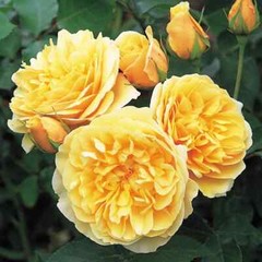 (Ausmas) English Climbing Rose Graham Thomas Own ROOTED Rose Plant “5 Tall