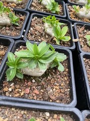 RareSucculent Plant Pachypodium brevicaule Baker Garden Decor Boutique 7-8CM
