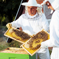 40 Deep Bee Frames with 100% Beeswax Foundations – Unassembled, 40 Pack