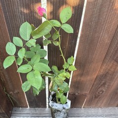 Pink Flowering Rose Live Potted Plant Outdoor Full Sun Shrub 1 Pack
