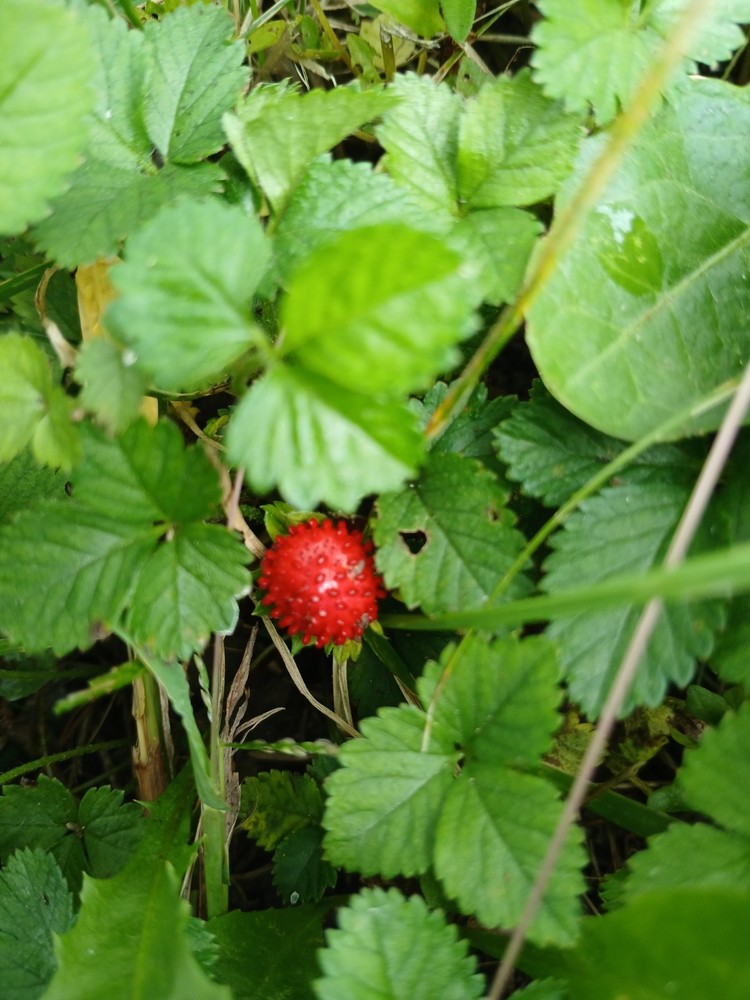 10 Live Wild Strawberry Plants Fragaria Vesca Rhizomes Perennial coverground