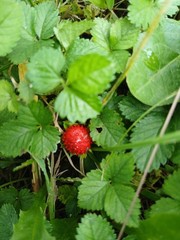 10 Live Wild Strawberry Plants Fragaria Vesca Rhizomes Perennial coverground