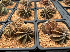 Cactus- Gymnocalycium stenopleurum (double headers 3.25″ pot)