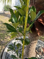 1 YEAR OLD GRAFTED BLACK GOLD JACKFRUIT TREE (A. HETEROPHYLLUS)