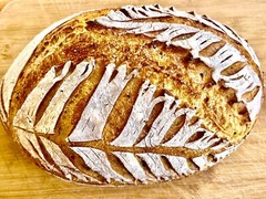 FREE SHIPPING Sourdough Starter Verified Live Boston – 221yr Old TOP SELLER!
