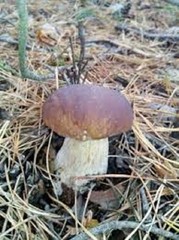 Dried porcini (Boletus) from Ukraine Carpathian mountaines.