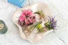 Lavender Tillandsia Air Plants – Color Enhanced Easy Care Indoor/Outdoor Decor