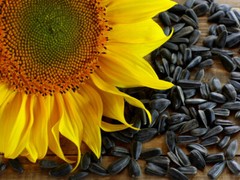 [3 PACK] Roasted Sunflower Seeds Babkini Семечки Russian US Seller 17.63oz/500g