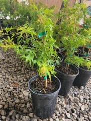 Kamagata Dwarf Japanese Maple Tree – Live Plant – ( 2.5 QT )