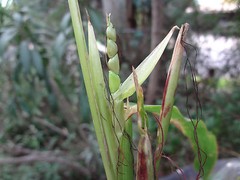 TEOSINTE Nitrogen-Fixing Corn Ancestor (Zea mays ssp. mex./parviglumis) SEEDS