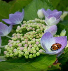 4,500 Live Ladybugs – Guaranteed Live Delivery! (3 x 1,500) FreeShipping