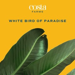 White Bird of Paradise, Large Live Indoor Plant, 2-3 Feet Tall Houseplant in …