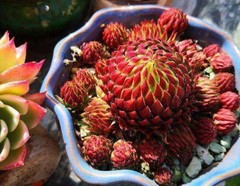 8CM Succulent Plant Jovisbarba Allionii Crassulaceae Home Garden Beautiful Plant